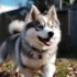 Teacup Pomsky Puppies Near Me – Find Your New Furry Friend Today!