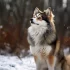Teacup Toy Pomsky: The Ultimate Guide to the Smallest and Cutest Pomskies