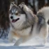 F3 Pomsky: Understanding The Appearance And Size Of This Adorable Mix