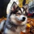 Adorable White Teacup Pomsky Puppies for Sale