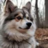 Teacup Pomsky Puppies for Sale in Michigan: Where to Find your Perfect Companion