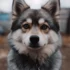 Teacup Pomskies for Sale in California: Find Your Perfect Companion