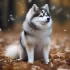Teacup Pomsky for Sale in Canada: Find Your Adorable Companion
