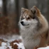 Teacup Pomsky for Sale in AZ – Find Your Perfect Companion Today!
