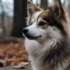 Teacup Pomsky for Sale in Illinois: Find Your Adorable Companion