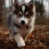 Teacup Pomsky for Sale in Georgia: Find Your Perfect Companion Today