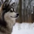 Teacup Pomsky for Sale in Canada: Find Your Adorable Companion
