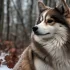 Teacup Pomsky For Sale in Michigan: Find Your Perfect Companion Today!