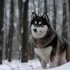 Teacup Pomsky For Sale in Michigan: Find Your Perfect Companion Today!
