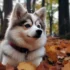 Teacup Pomsky Puppies: The Ultimate Guide to Size, Appearance, and Personality Traits