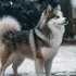 Teacup Pomsky: Size, Appearance, and Personality Traits