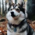 Teacup Pomsky Puppies: The Ultimate Guide to Size, Appearance, and Personality Traits