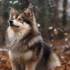 Teddy Bear Pomsky – The Adorable Mix of Pomeranian and Husky
