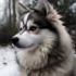 Puppyspot Pomskies: All You Need to Know About This Adorable Mix Breed
