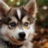 FAQs about Pictures of Pomskies