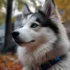 American Eskimo Pomsky: Understanding The Mix And Its Personality Traits
