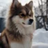 Pomsky Husky Corgi Mix: Everything You Need To Know