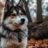 Avalanche Pomskies in Kentucky: Finding Your Perfect Companion