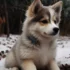 The Average Cost for a Pomsky Puppy: What You Should Expect to Pay