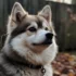 Average Price of a Pomsky: How Much Should You Expect to Pay?