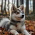 Miniature Pomsky Price Guide: How Much Should You Expect To Pay?