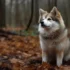 Pomsky Owners Association: Join The Community Of Pomsky Lovers