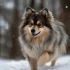 What is a Pomsky Puppy? Discover Their Size, Appearance, and Personality Traits