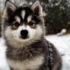 FAQs about Fluffy Pomsky Puppies