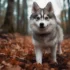 Pomskies – The Fluffy Hybrid of Huskies and Pomeranians