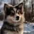 Top 10 Home Pomsky Reviews: Find Your Perfect Companion
