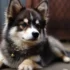 Pomskies for Sale in Buffalo NY: Find Your Perfect Companion