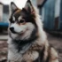Pomskies with Different Colored Eyes: What You Need to Know