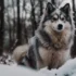 What Is A Pomsky? A Complete Guide To This Adorable Designer Breed