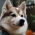 Rocky Ridge Pomskies: A Guide to This Popular Pomsky Breeder