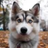 Pomsky Full Grown Size: What You Need To Know