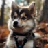 10 Fascinating Pomsky Dog Facts You Need to Know