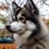 The Cost of Pomsky Puppies: How to Afford Your Dream Pet