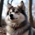 Pomsky Breeding Problems: Understanding Health Risks and Solutions