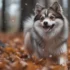 Everything You Need To Know About The 20 Lb Pomsky