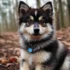 Can You Shave Pomskies? A Guide to Grooming Your Pomsky