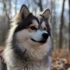 Pomsky Puppy Information: Size, Appearance, and Personality Traits