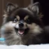 FAQs about Pomsky 2nd Gen