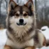 What Is The Average Weight Of A Pomsky?