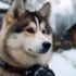 Golden Retriever Pomsky: The Ultimate Guide to Understanding this Adorable Designer Breed