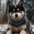 Pomsky Home Reviews: Finding the Perfect Companion for Your Family