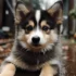 Pomsky Eskimo Mix: Understanding the Unique Traits and Characteristics