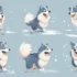 Light Brown Pomsky: A Guide to Understanding Their Size and Appearance