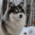 Top 20 Unique Names For Your Pomsky