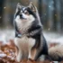 FAQs about Pomsky Puppies for Sale in Ma