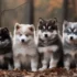 Advantages and disadvantages of Neutering or Spaying Your Pomsky